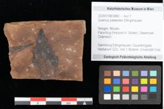 Foto (Objekt + Etikett) von Quercus palaeoilex Ettingshausen (NHMW-GEO-2024-0188-0880)